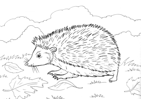 Hedgehog On Grass Coloring Page